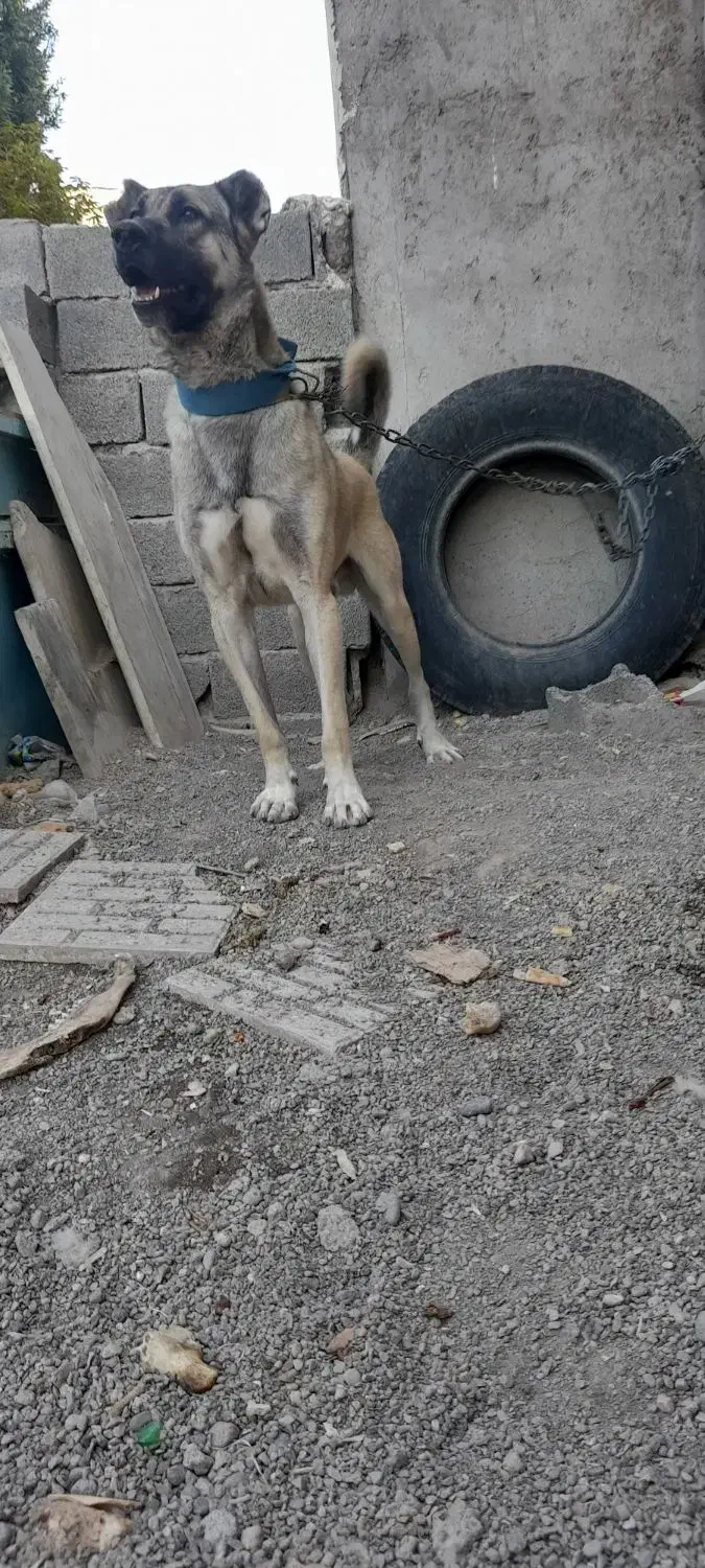 سگ نر سرابی|سگ|اردبیل, |دیوار