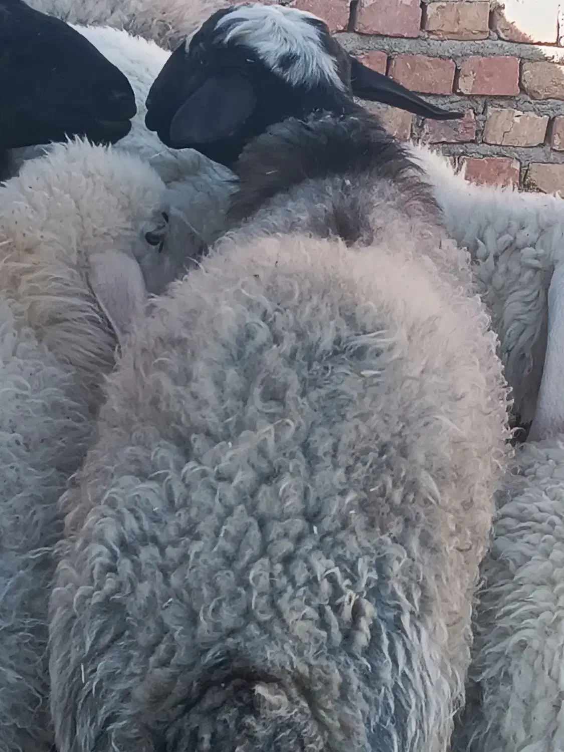 بره وبزغاله چاق و چله|حیوانات مزرعه|زاهدان, |دیوار