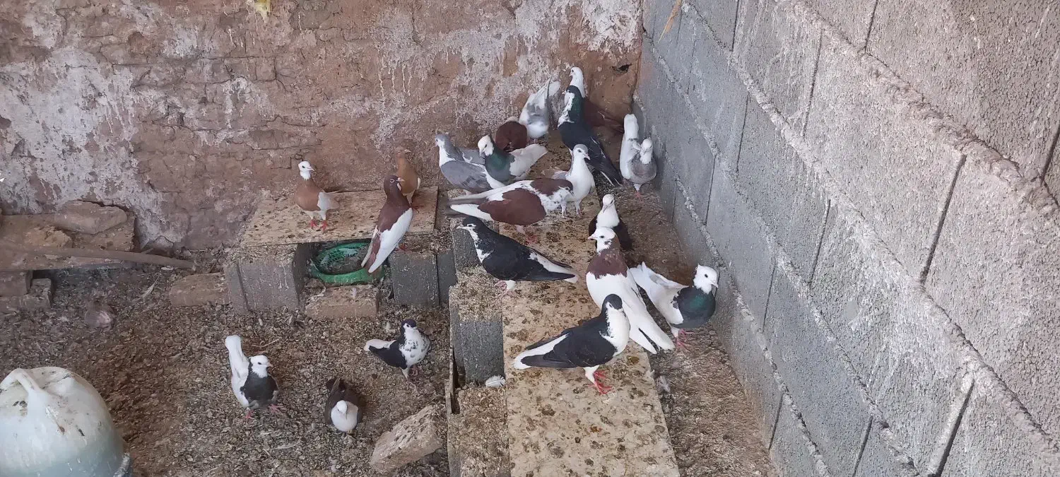 کفترخوب وعالی|پرنده|داورزن, |دیوار