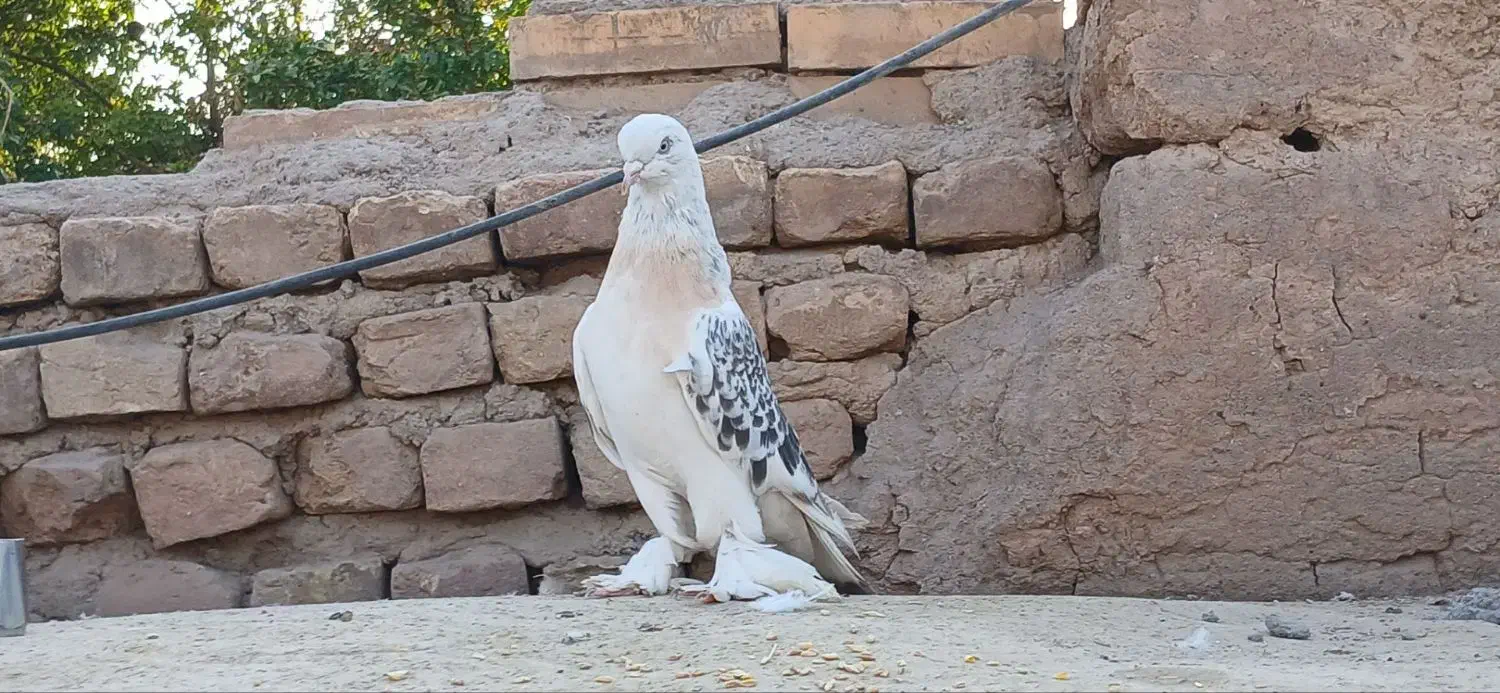 کبوتر ترکیه ای - سوسنی - سبز عربی|پرنده|یزد, |دیوار
