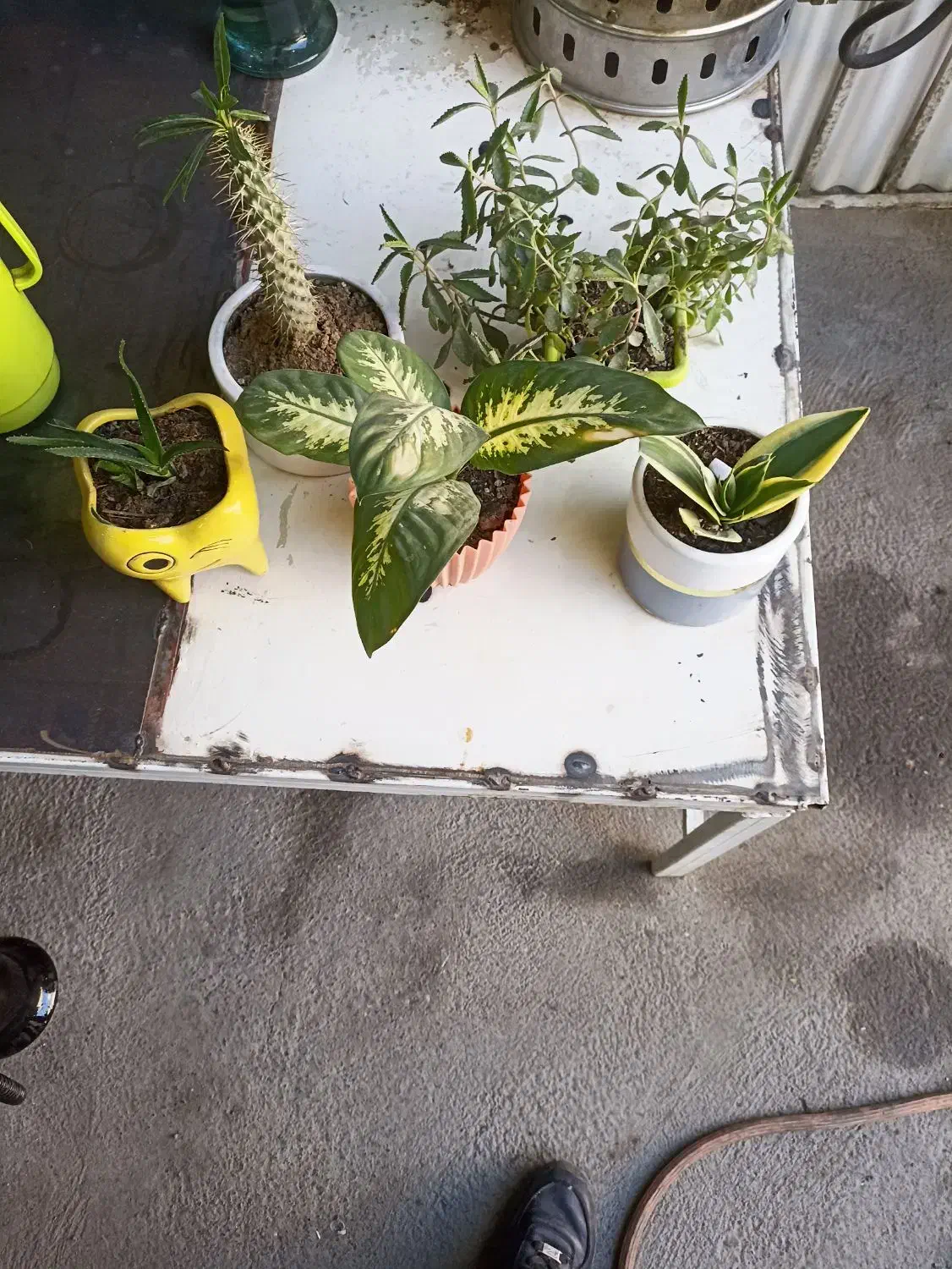 گل های اپارتمانی|گل و گیاه طبیعی|کرمانشاه, |دیوار