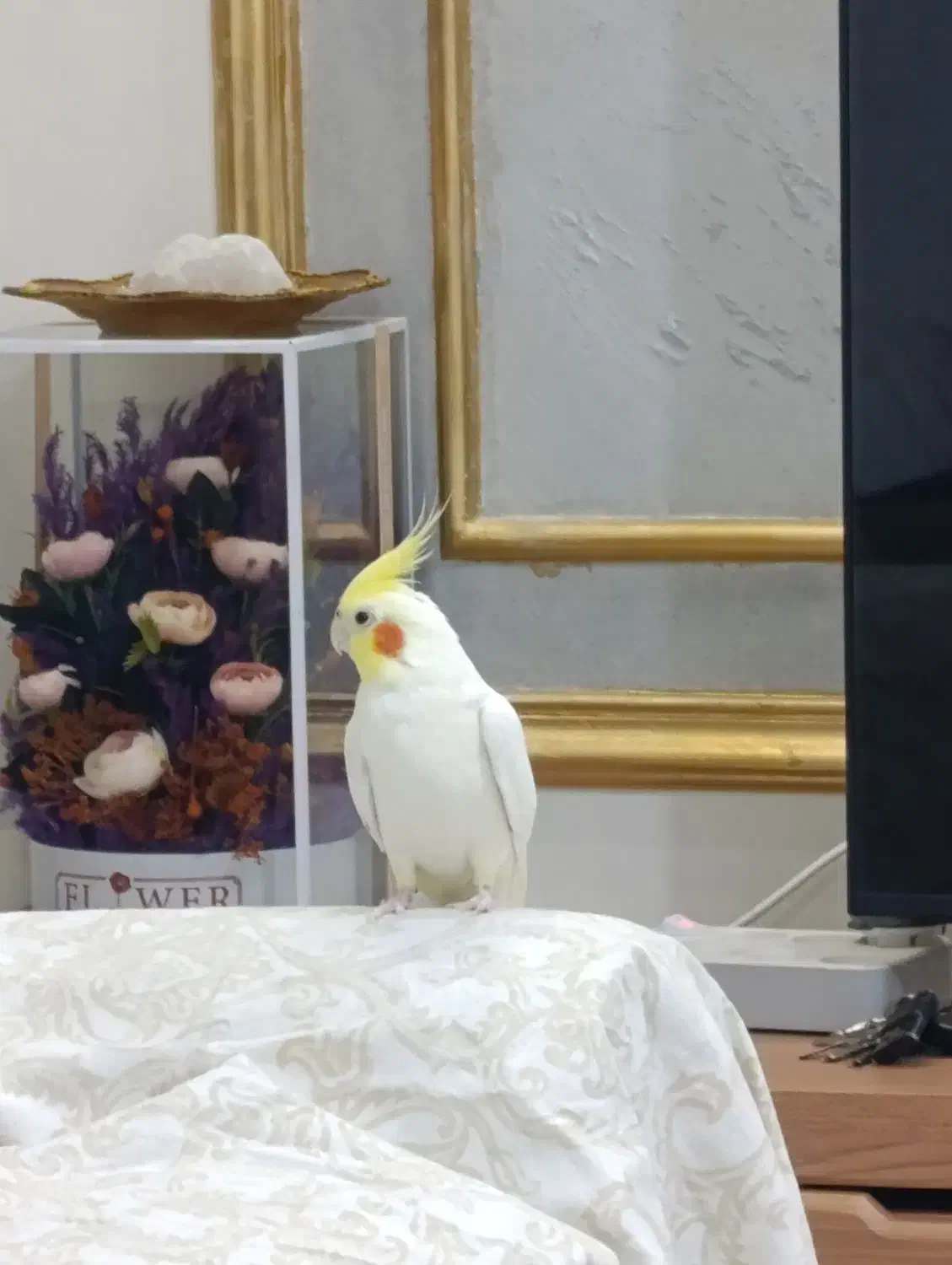 عروس هلندی|پرنده|کوهدشت, |دیوار