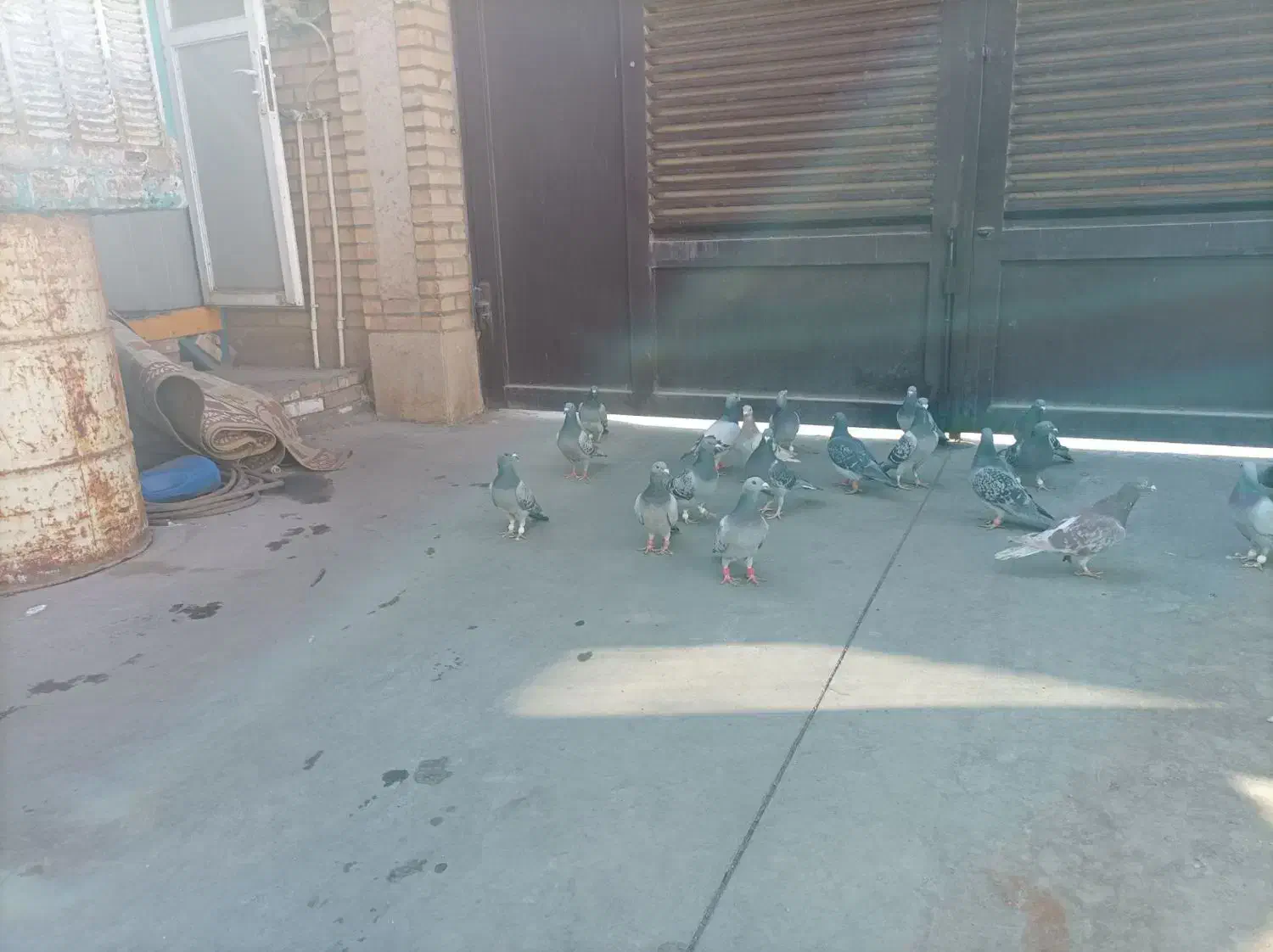 کفتر پلاکی آلمانی|حیوانات|قیامدشت - خاورشهر, |دیوار