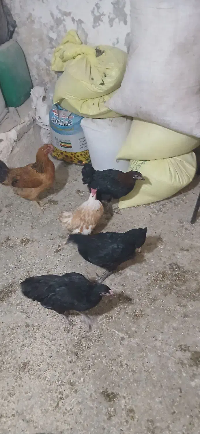 مرغ و خروس|حیوانات مزرعه|محمدشهر, محمدشهر|دیوار