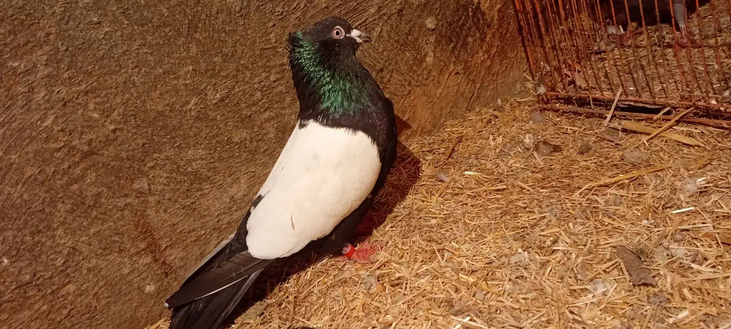 کبوتر|پرنده|یامچی, |دیوار