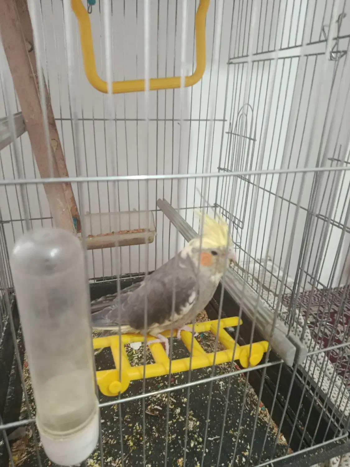 عروس هلندی نر و ماده|پرنده|بروجرد, |دیوار