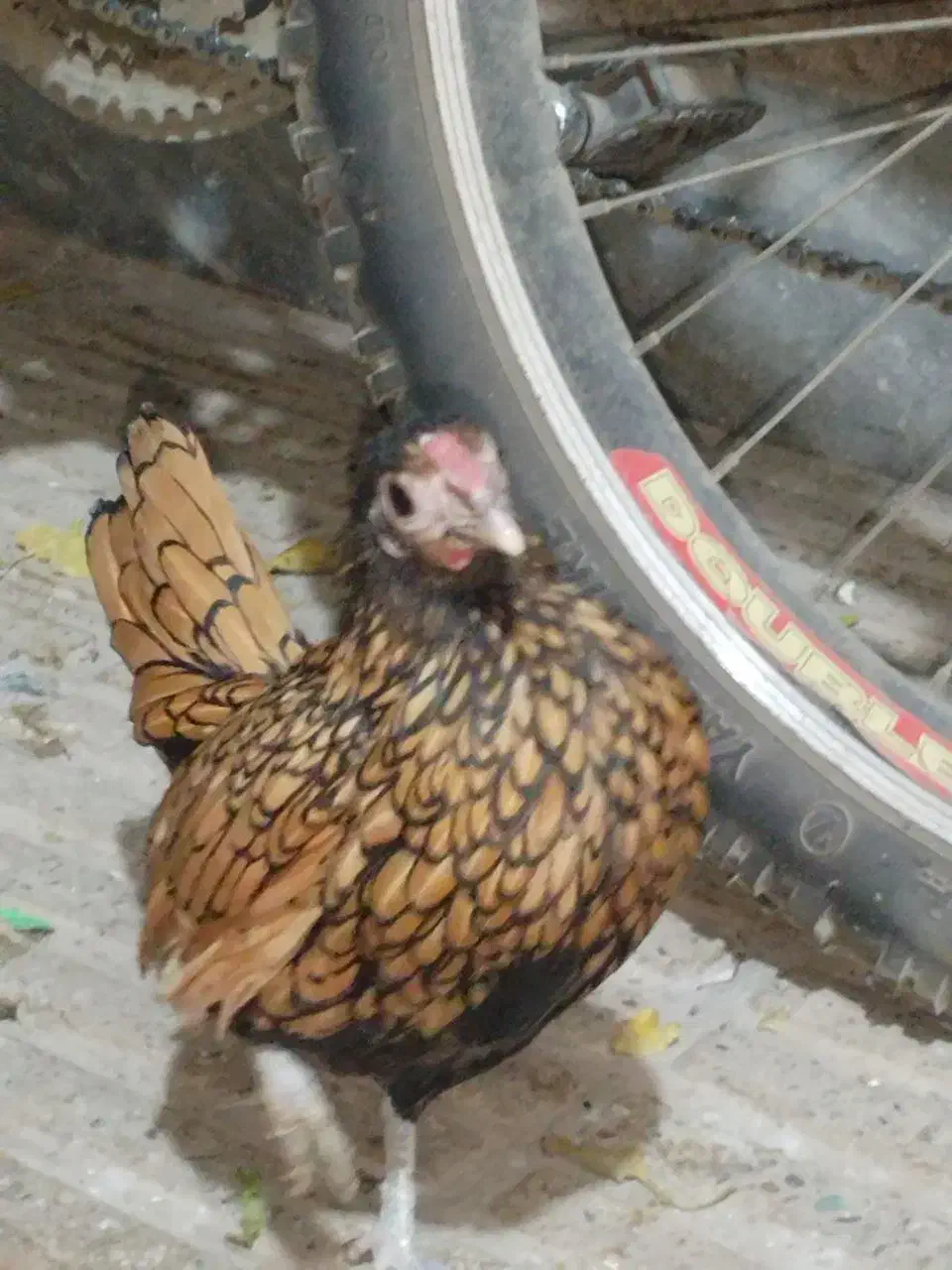 مرغ و خروس سبرایت ژاپنی|حیوانات مزرعه|پاکدشت, پاکدشت (مامازند)|دیوار