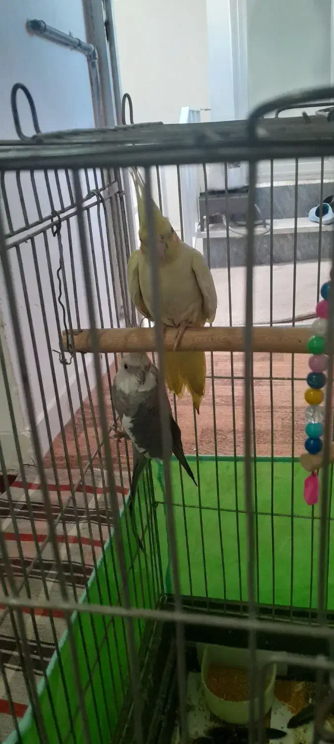 عروس هلندی نر وایت فیس ماده لوتینو|پرنده|اقبالیه, |دیوار