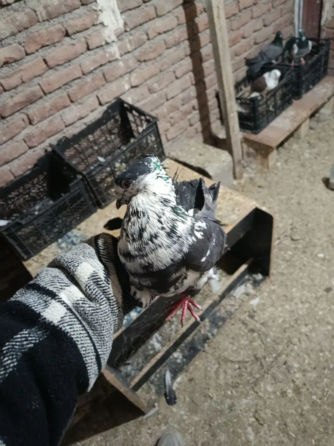 کبوتر|حیوانات|نقده, |دیوار