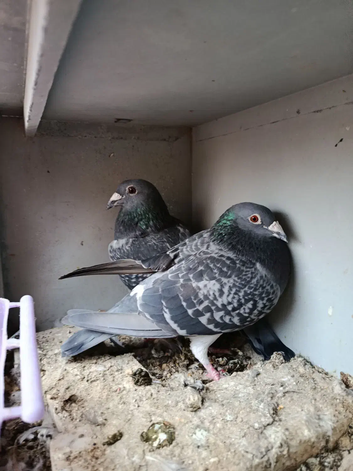 معاوظه|پرنده|دزفول, |دیوار