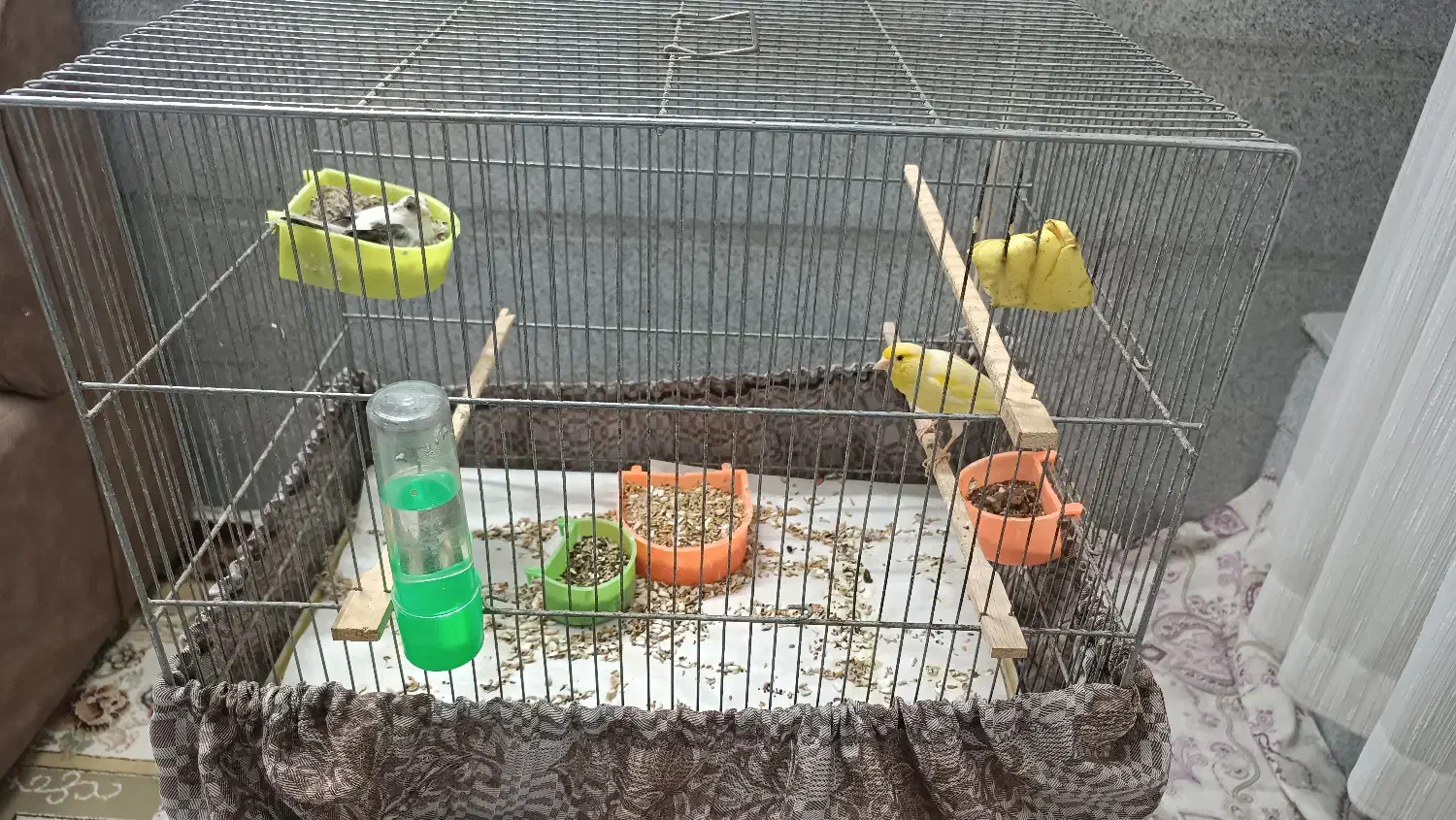 قناری یه جفت|پرنده|قم, حنیف نژاد|دیوار