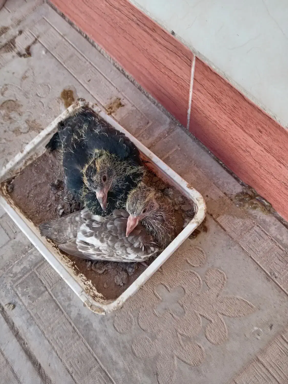 کبوتر|پرنده|کاشمر, |دیوار