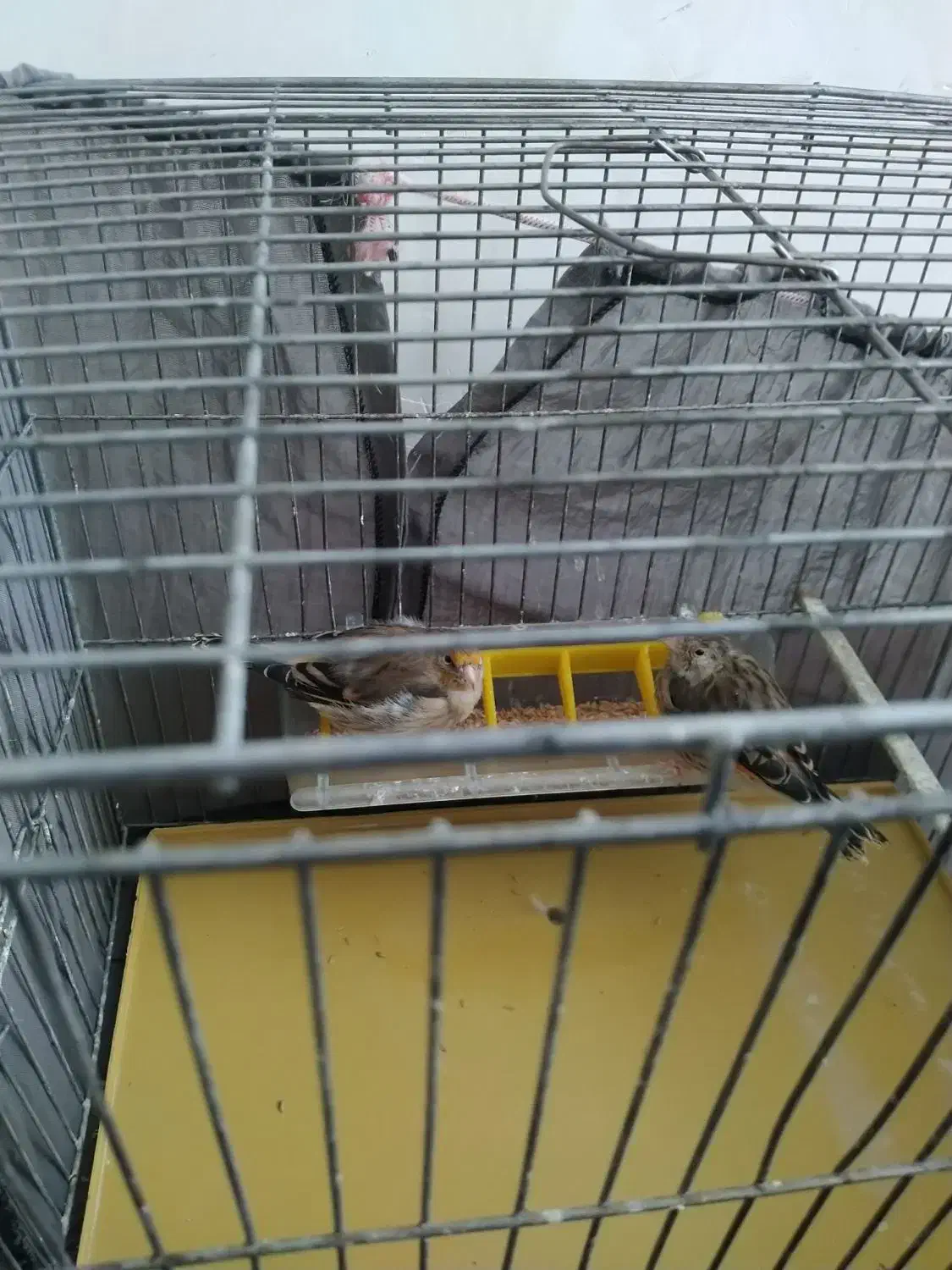 فروش سیره قناری|پرنده|سقز, |دیوار