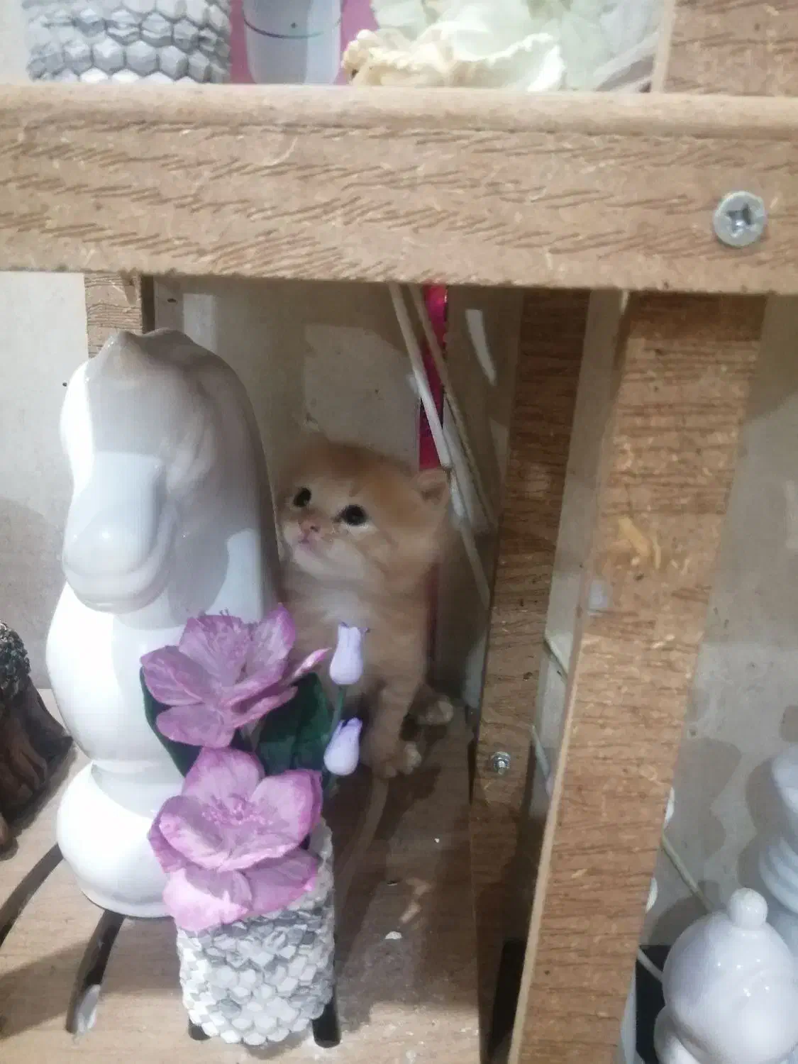 واگذاری بچه گربه های پرشین|گربه|آبادان, |دیوار