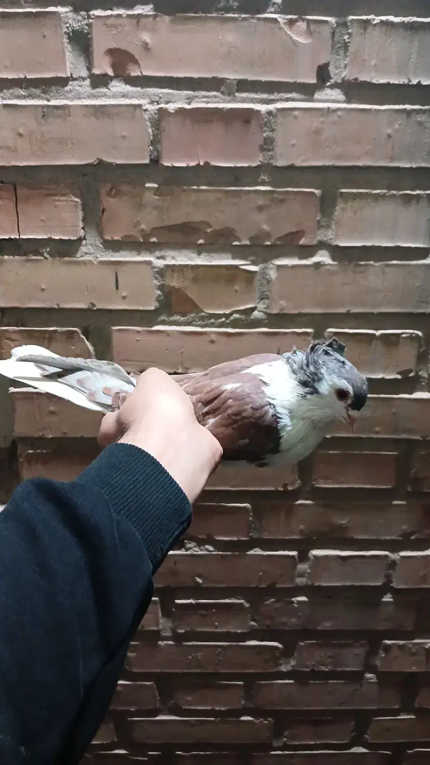 کفتر شیرازی|پرنده|اهواز, سلطانمنش|دیوار