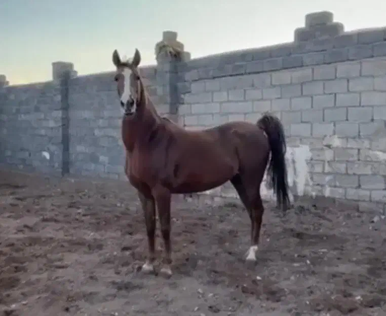 مادیان کرد|اسب و تجهیزات اسب‌سواری|چترود, |دیوار