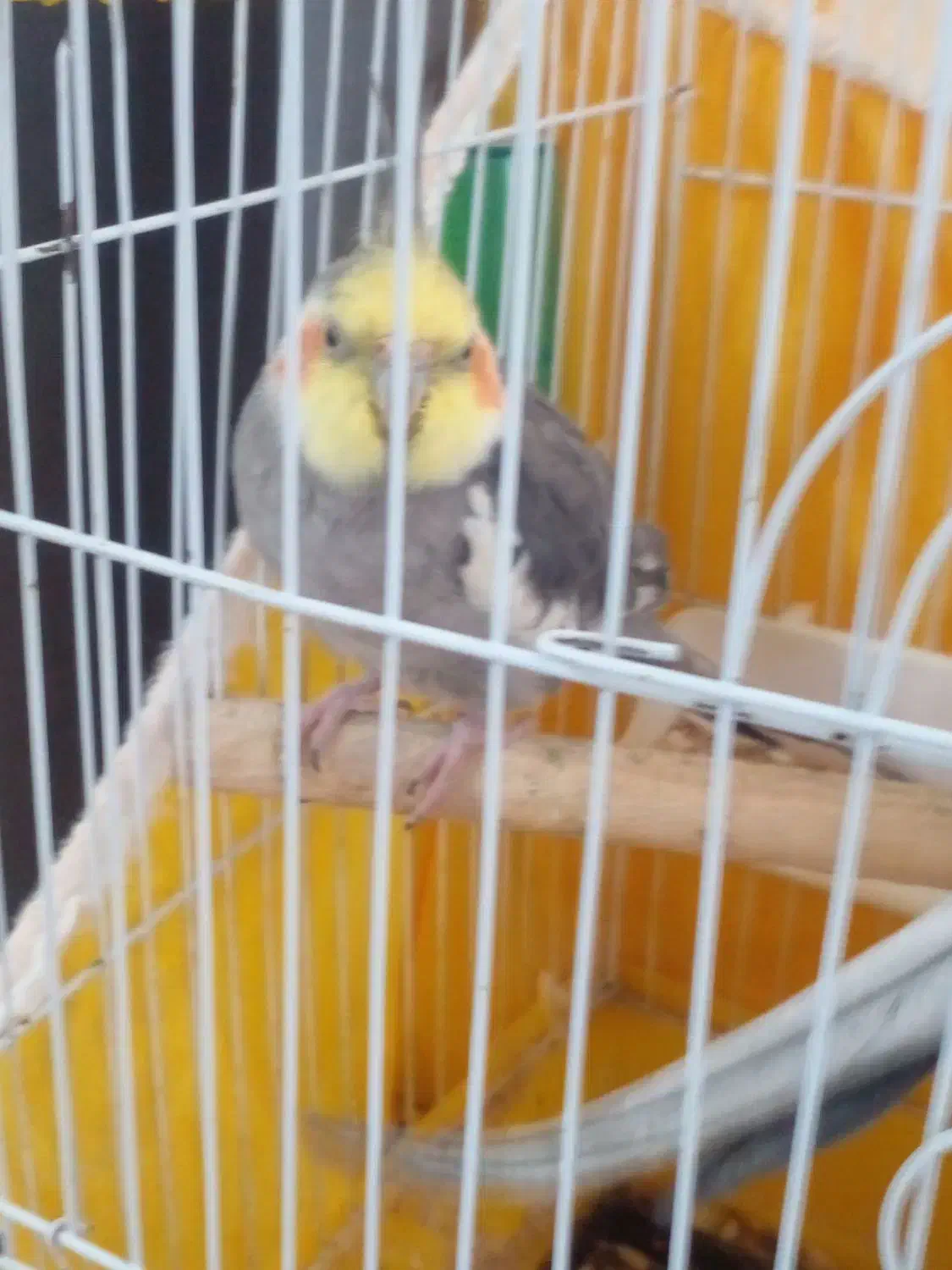 طوطی عروس نر سخنگو بالغ|پرنده|تولم شهر, |دیوار