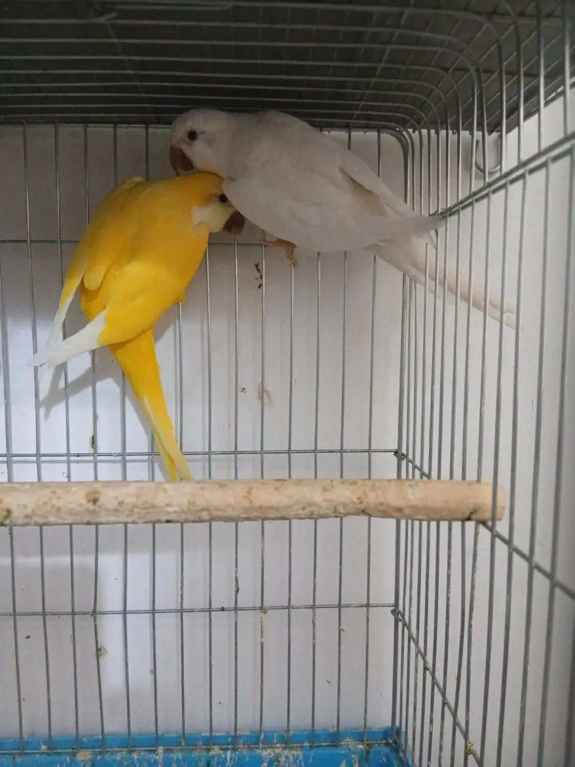 راهب مولد|پرنده|تهران, شهرک آتی شهر|دیوار