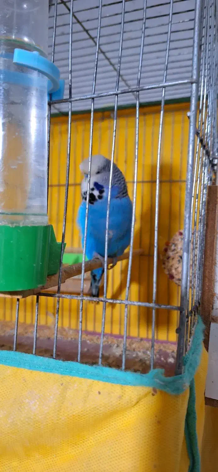 مرغ عشق انگلیسی مولد به شرط|پرنده|گرگان, |دیوار