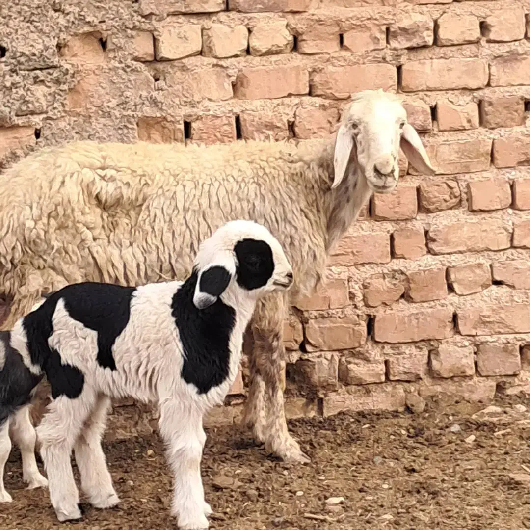 کهره و میش|حیوانات مزرعه|مرودشت, تخت جمشید|دیوار