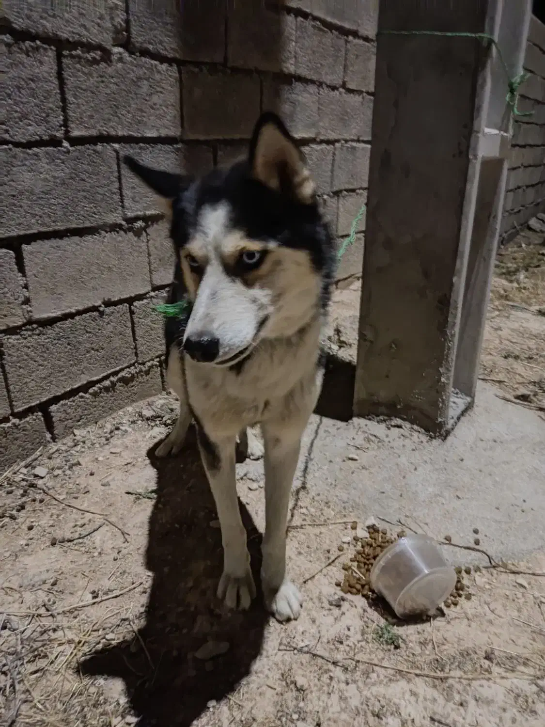 سگ هاسکی|سگ|ایلام, |دیوار