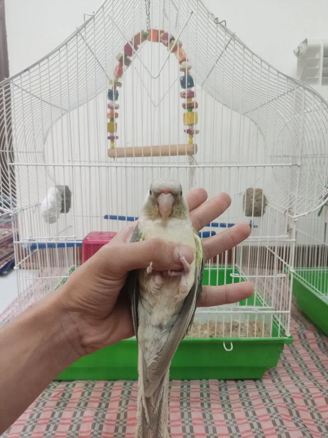 طوطی گرینچیک سخنگو|پرنده|کرمان, |دیوار