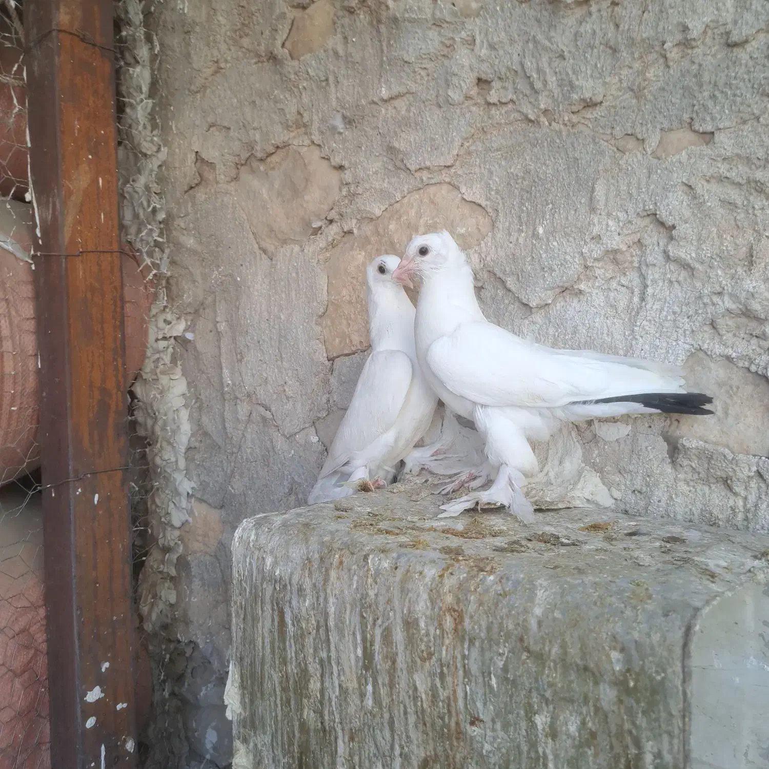 دمبی|پرنده|دهدشت, |دیوار