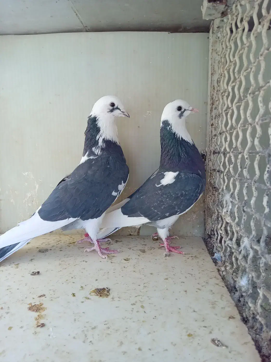 کفتر|پرنده|تهران, آهنگران (سراسیاب دولاب)|دیوار