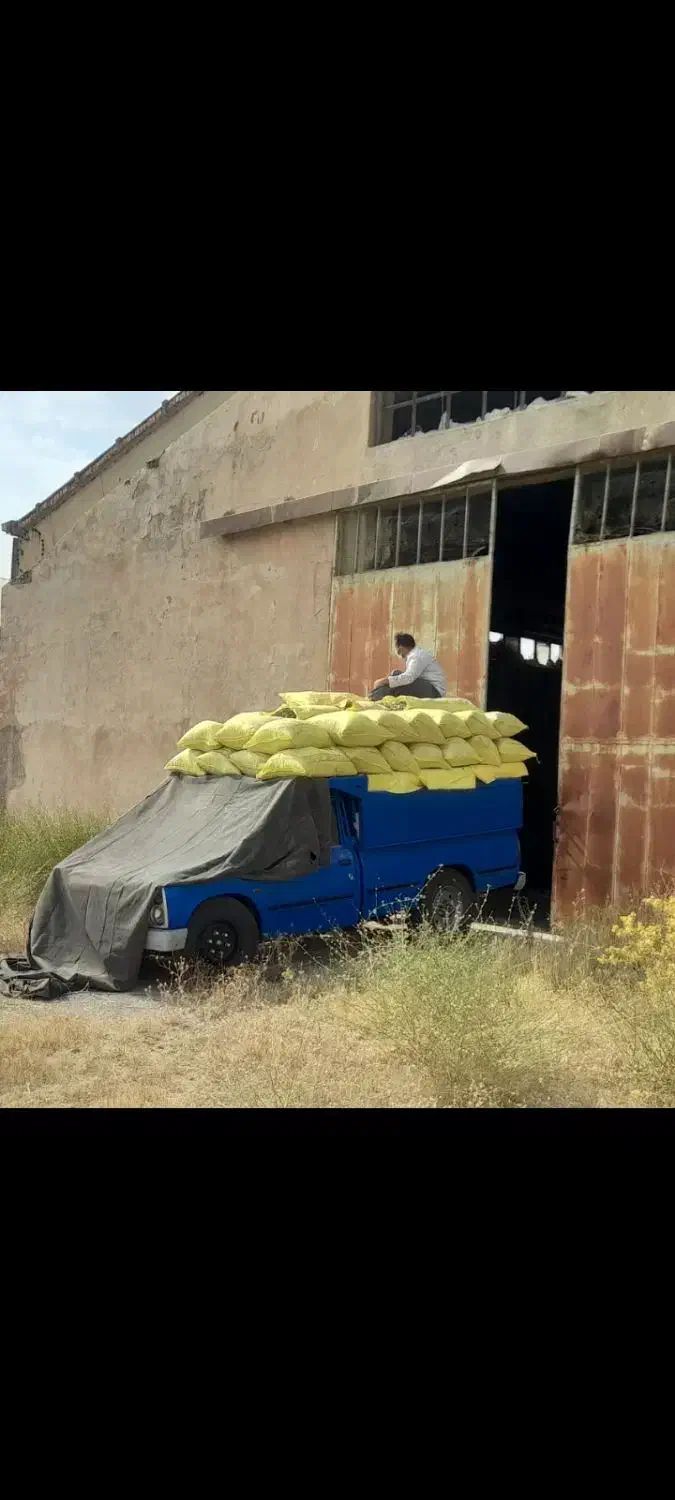 فضولات کود پهن سوله کفتر کوهی|خدمات باغبانی و درختکاری|هرسین, |دیوار