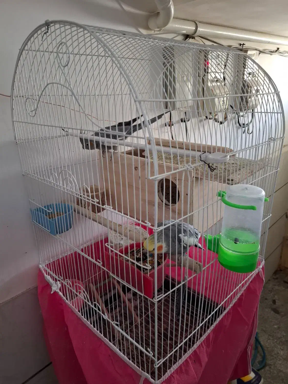 فروش تعدادی پرنده مرغ عشق عروس هلندی|پرنده|شهرضا, |دیوار