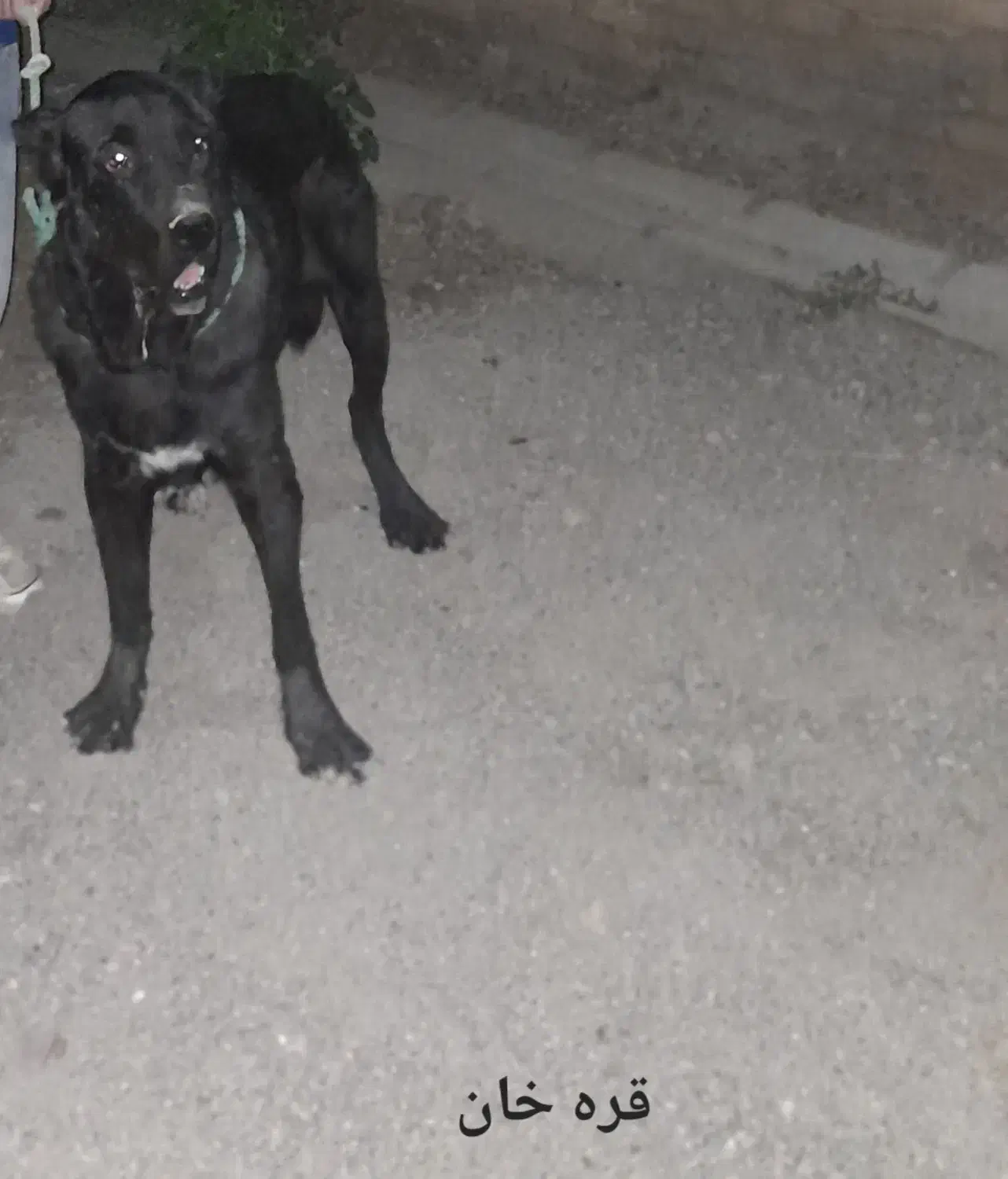 سگ سرابی|سگ|باغ حلی, |دیوار