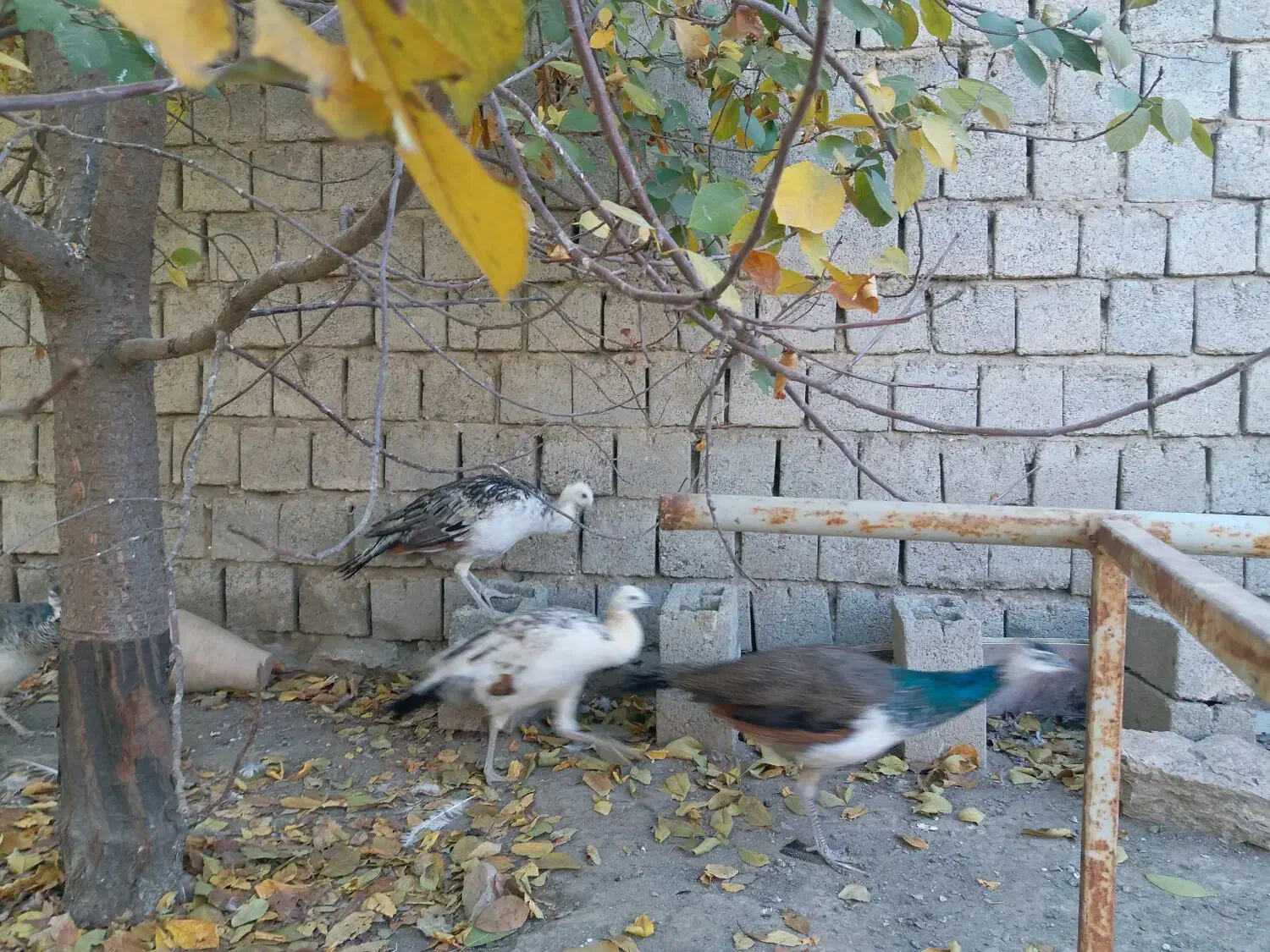 جوجه طاووس هندی و مصری|حیوانات مزرعه|محمدبار, |دیوار