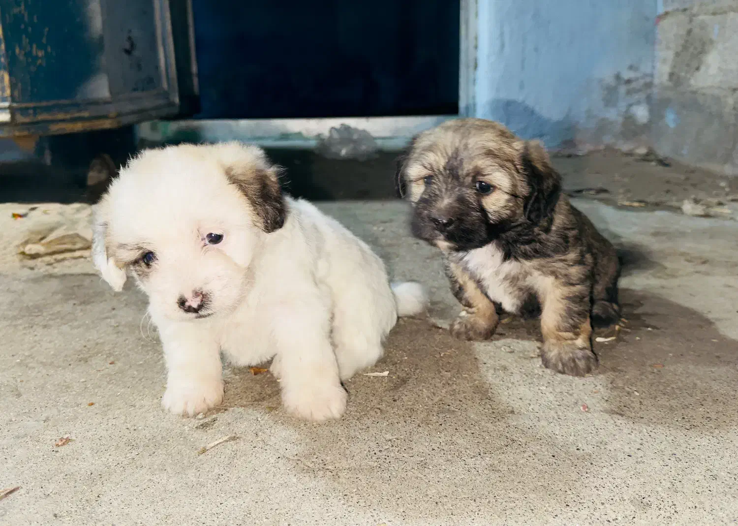 سگ پاکوتاه|سگ|لوندویل, |دیوار