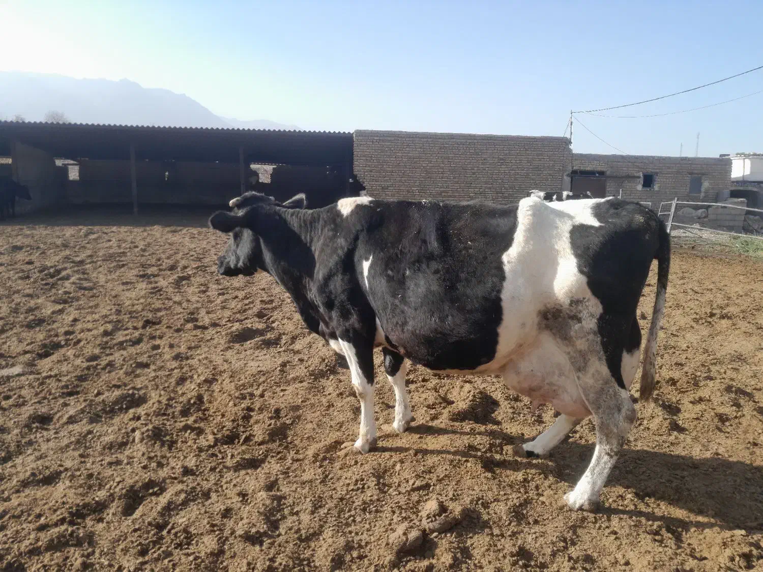 گاو ابستن|حیوانات مزرعه|باخزر, |دیوار