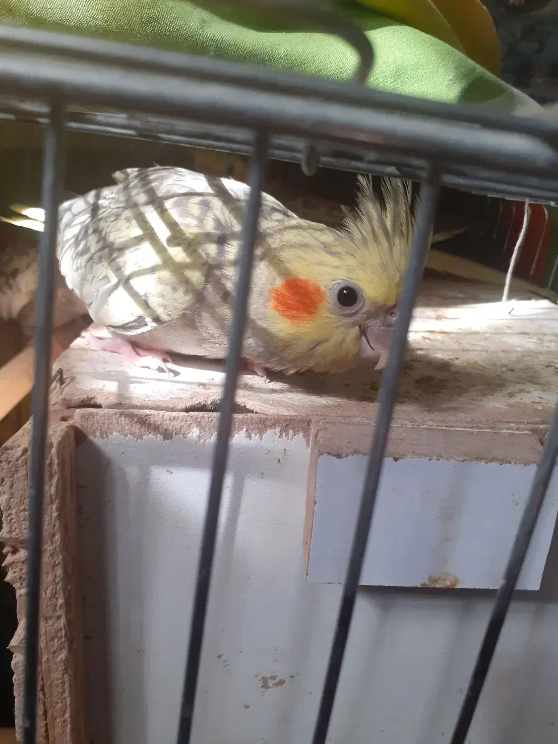 عروس هلندی|پرنده|ماهدشت, |دیوار