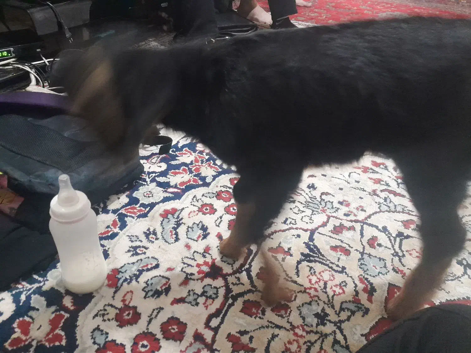 کهره ۳ میلیون مادر نداره مقطوع فقط تماس|حیوانات مزرعه|مرودشت, محمد آباد|دیوار