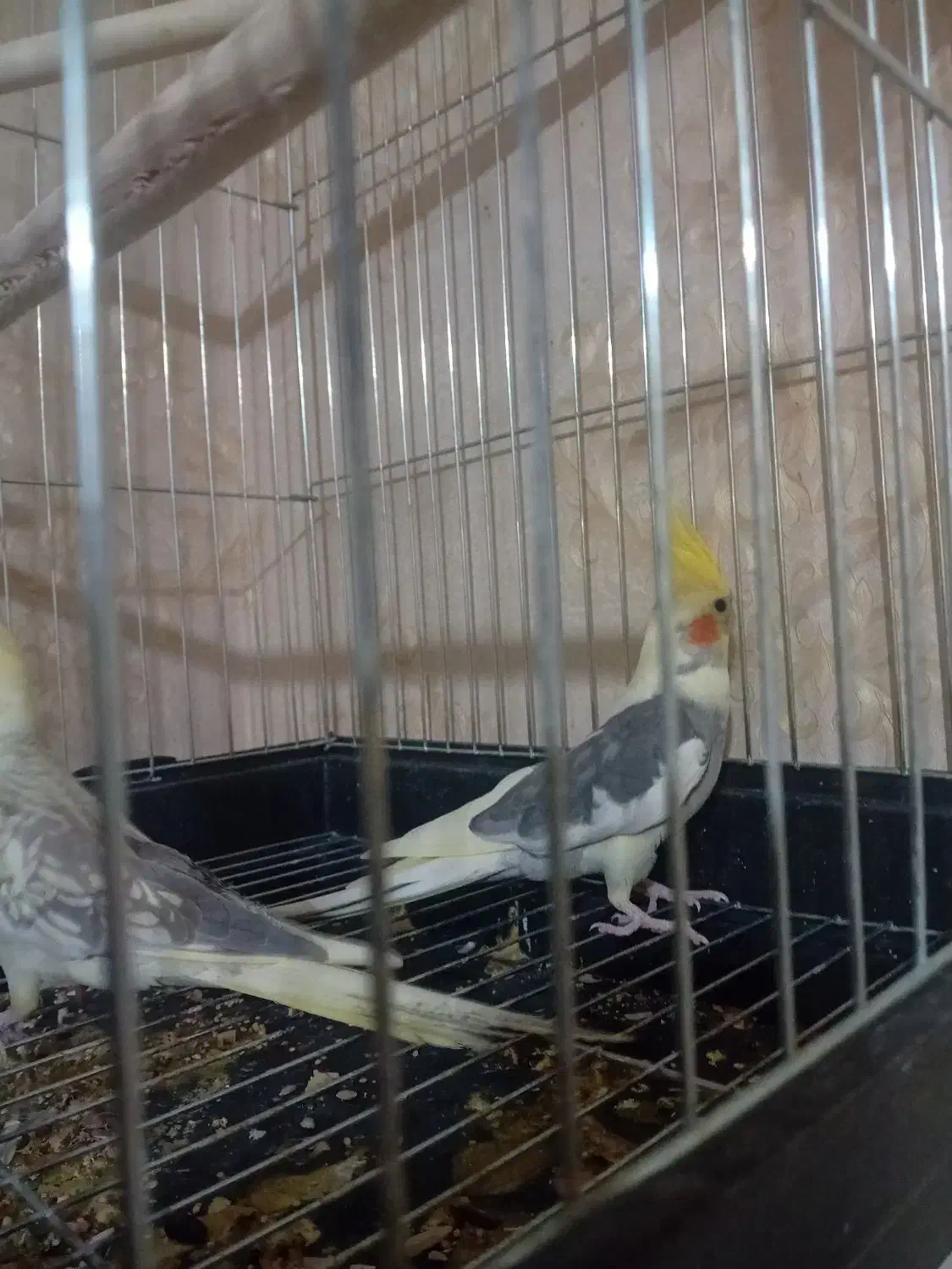 عروس هلندی مولد|پرنده|قرچک, میرزائی جنوبی|دیوار