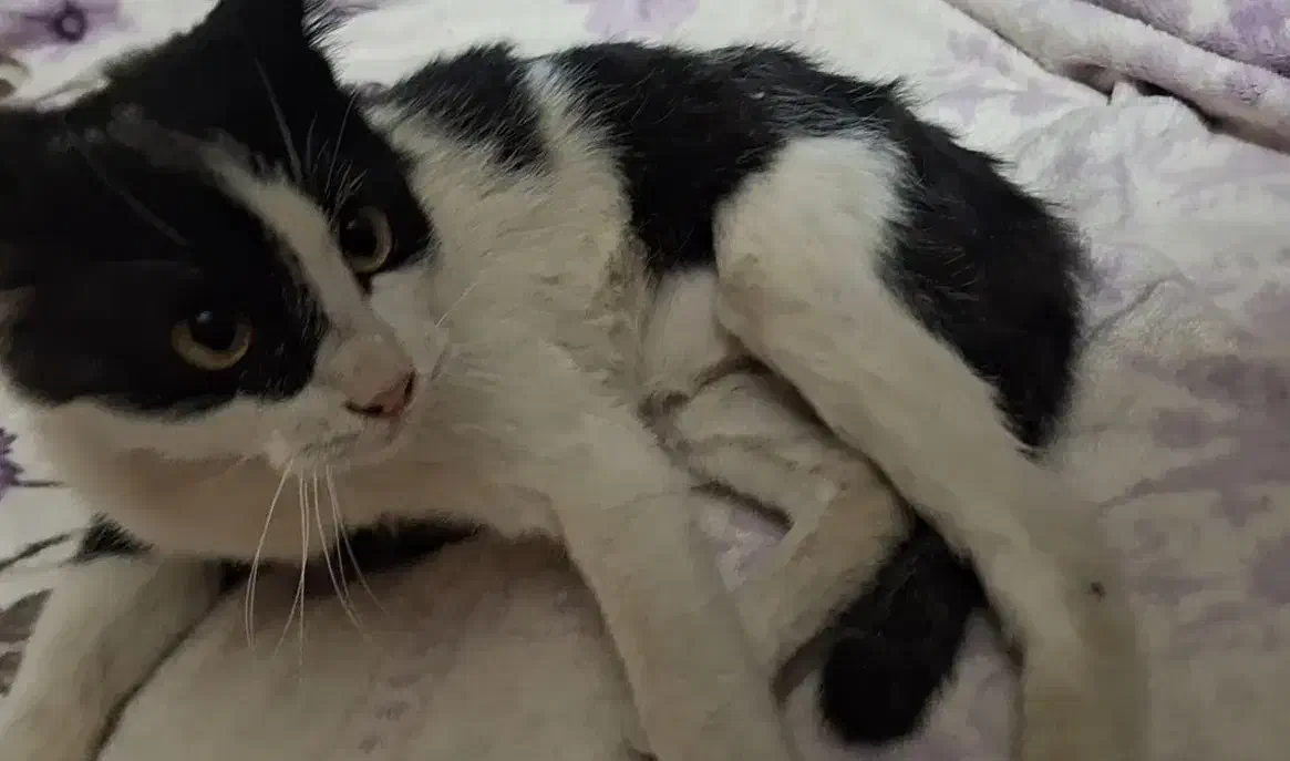 واگذاری گربه تاکسیدو (DSH)|گربه|اصفهان, لنبان|دیوار