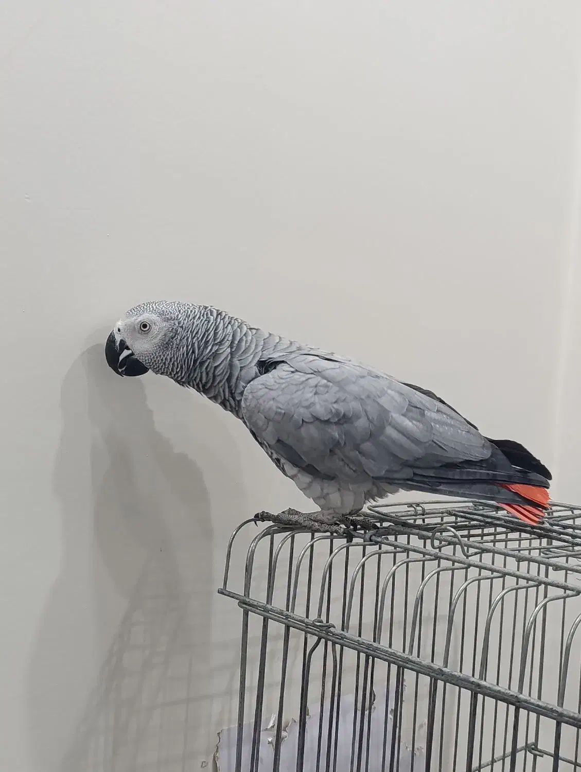 کاسکو|پرنده|فشاپویه, |دیوار