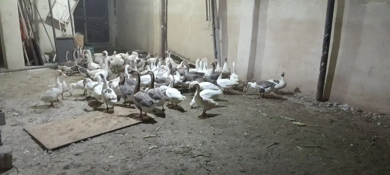 فروش غاز های نر و ماده|حیوانات مزرعه|صباشهر, |دیوار