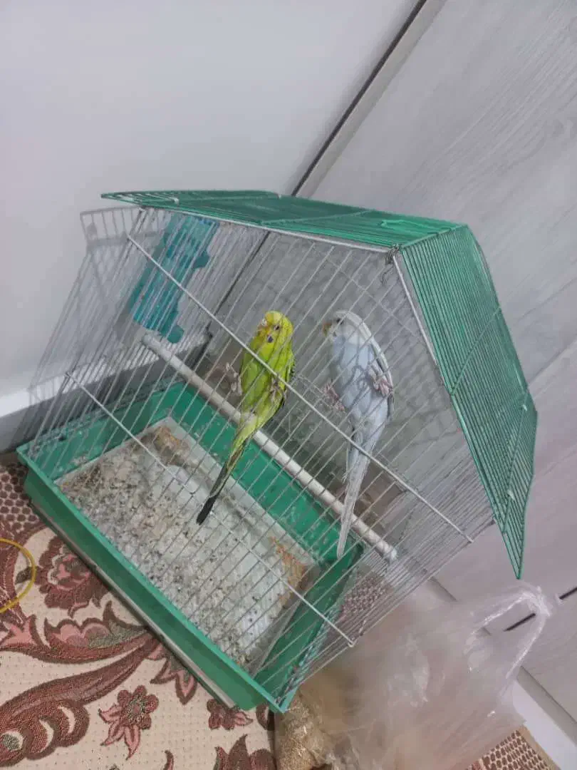 مرغ عشق|پرنده|ری, دولتآباد|دیوار