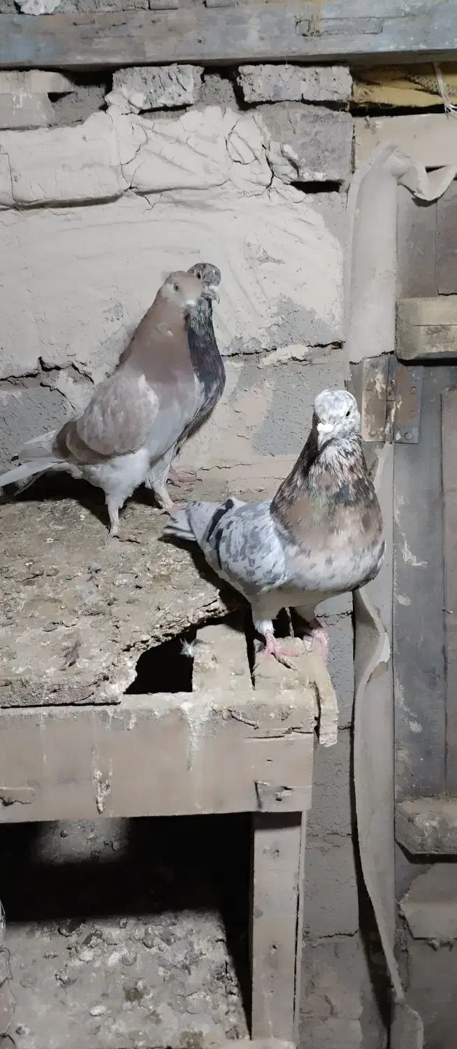 کبوتر|پرنده|اشنویه, |دیوار