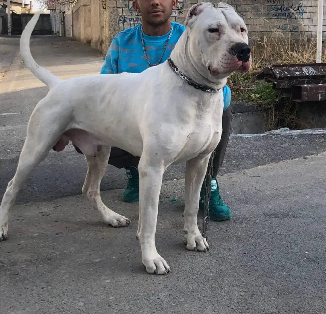 دوگو|سگ|بومهن, |دیوار