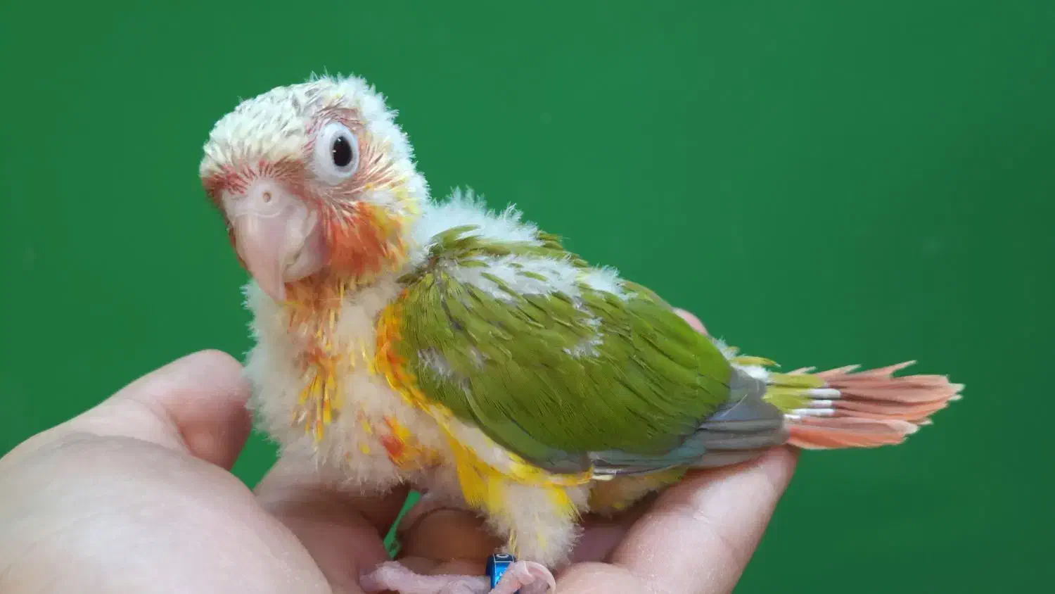 جوجه سرلاکی طوطی گرینچیک آناناسی اکستریم رد|پرنده|شیراز, شهرک امیر کبیر|دیوار