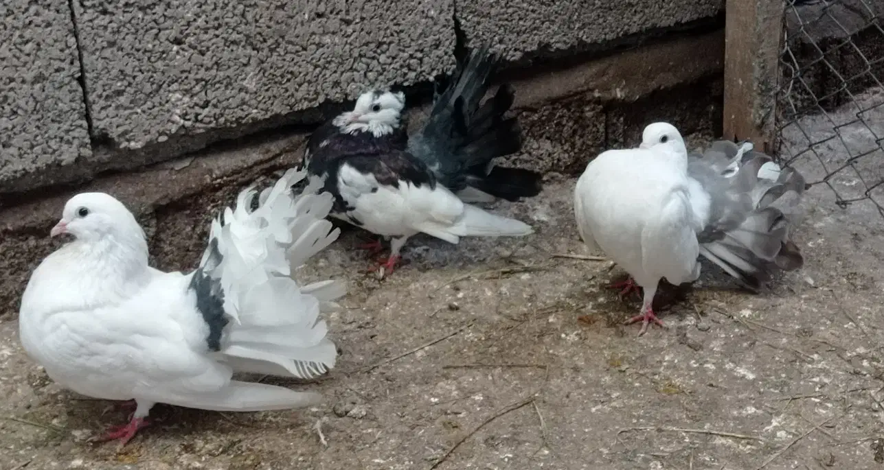 کبوتر دم چتری نر فقط|پرنده|لنگرود, |دیوار