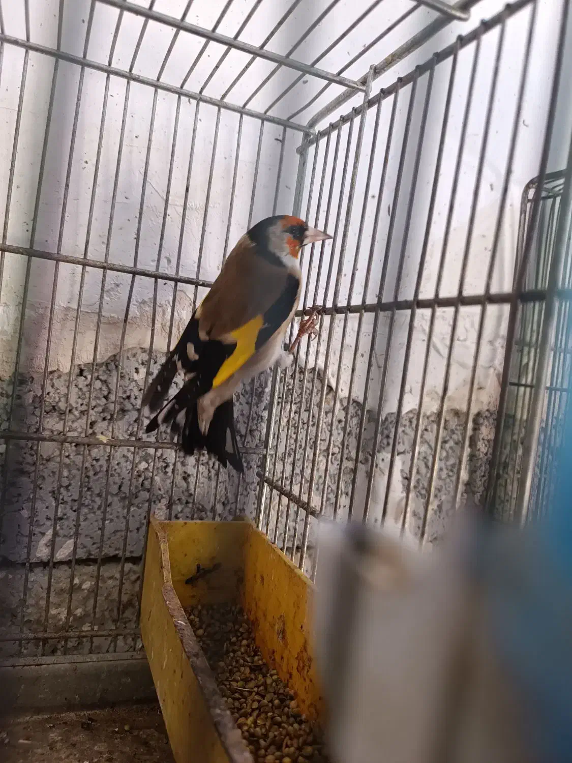 سهره نر|پرنده|ارومیه, |دیوار