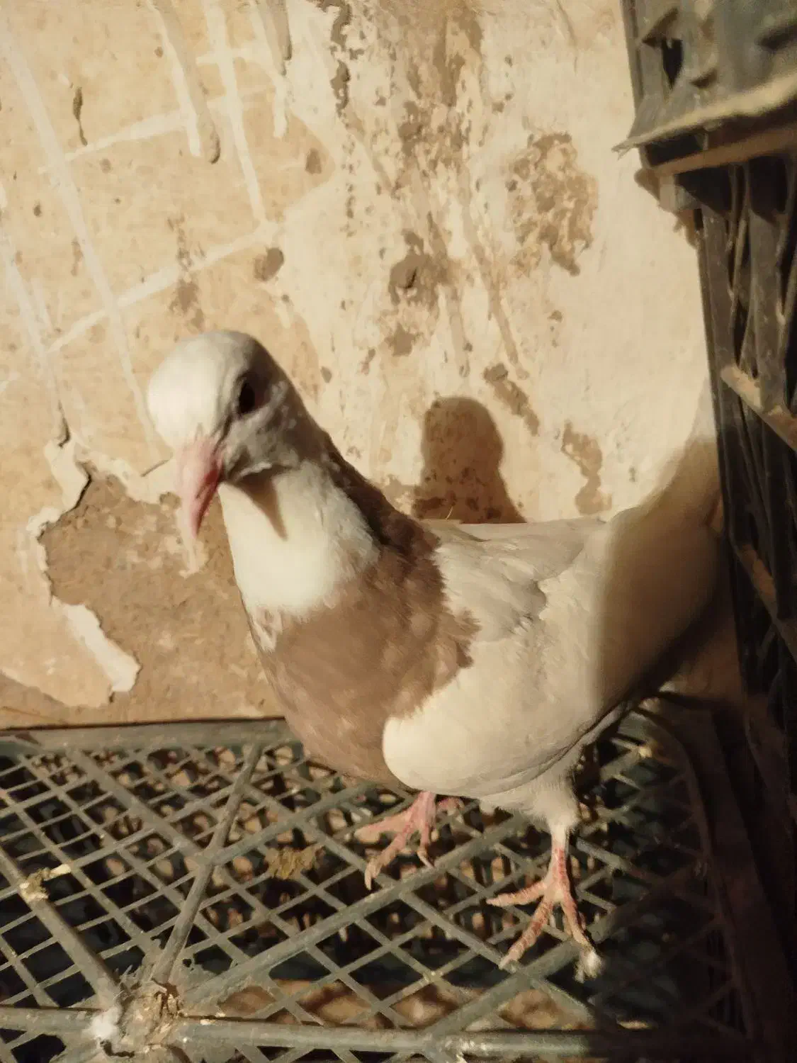 کفتر طوقی|پرنده|گل تپه, |دیوار