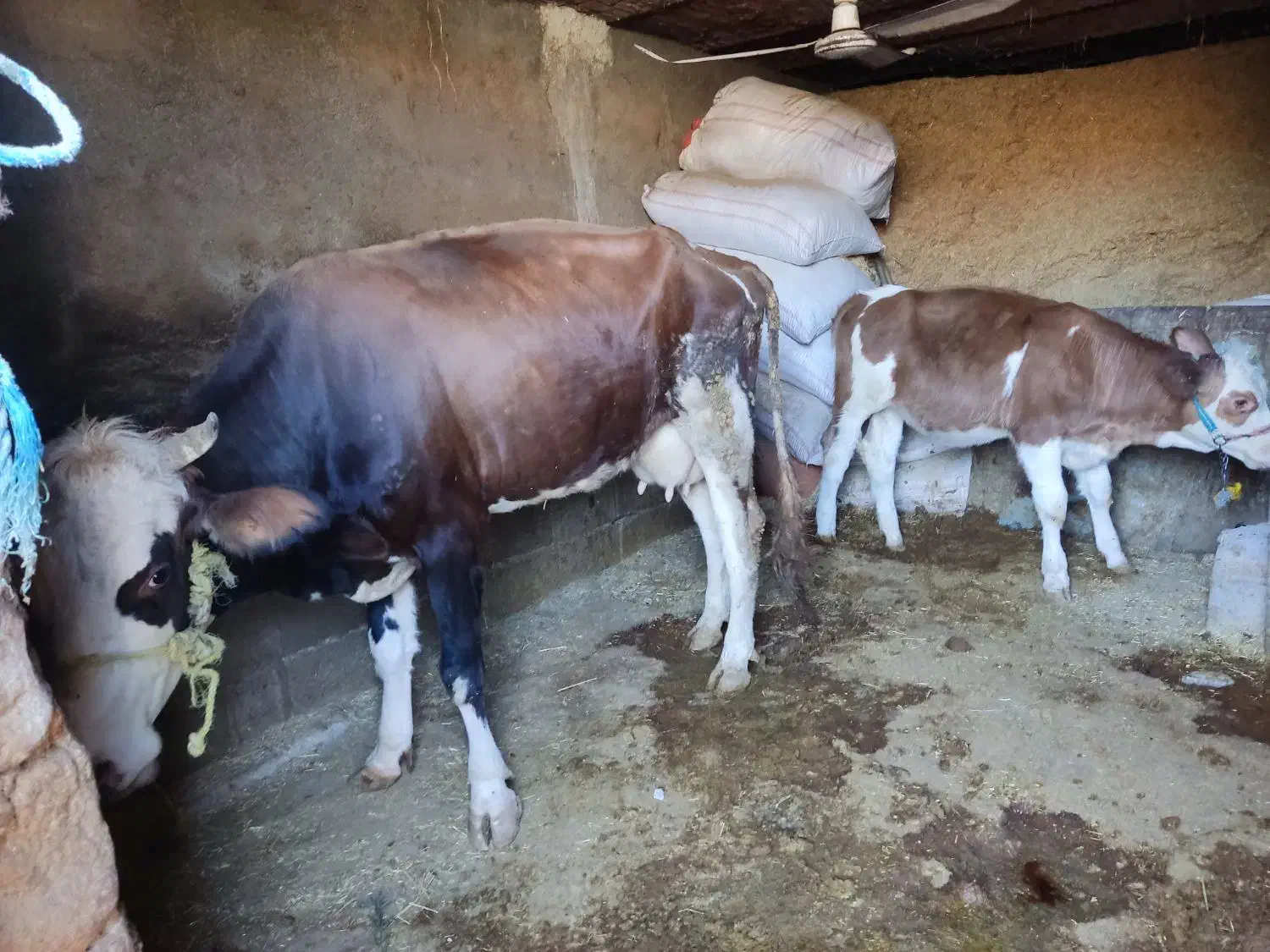 فروش یک راس گاو گوساله سیمینتال درجه یک|حیوانات مزرعه|پلدختر, |دیوار