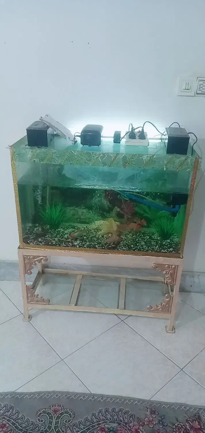 آکواریوم با ماهی جمع و جور و ارزون|ماهی|مشکیندشت, |دیوار