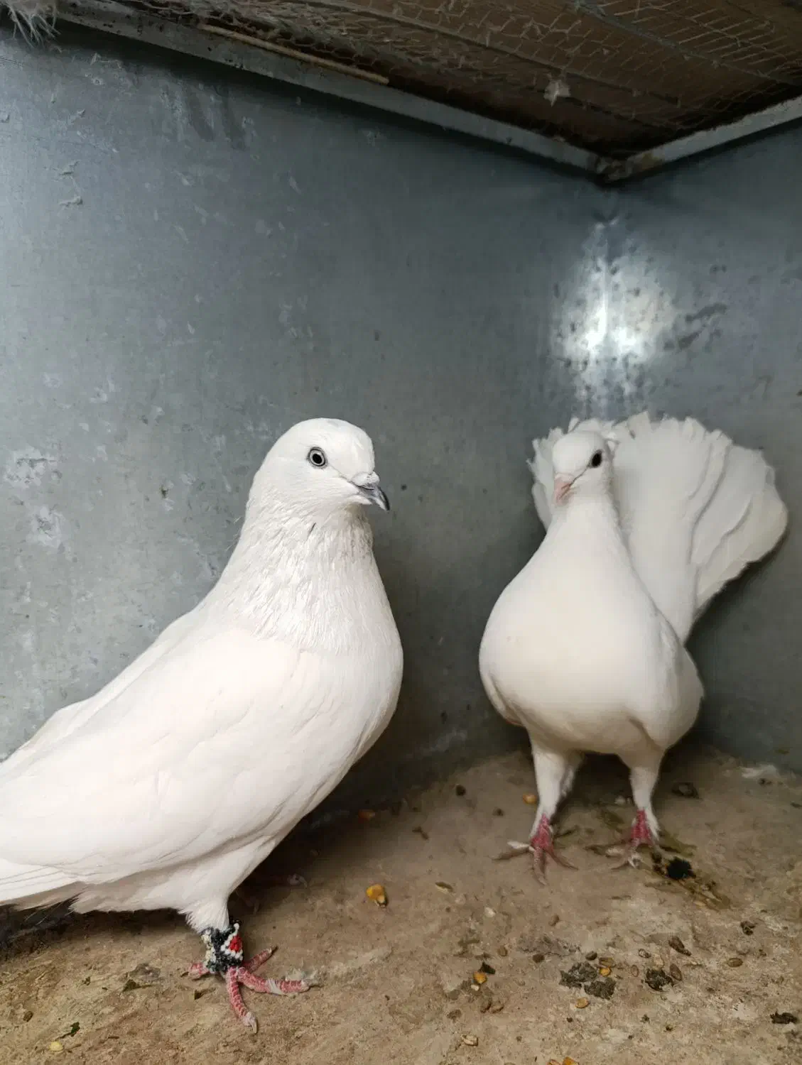 کبوتر رنگی|پرنده|خرمشهر, |دیوار